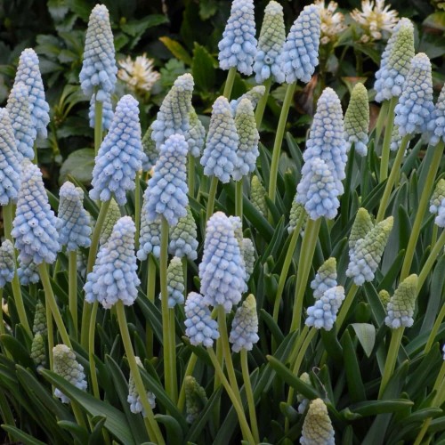 Muscari 'Baby's Breath' - Kobarhüatsint 'Baby's Breath'